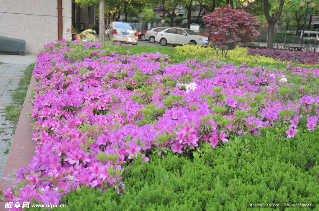 杜鹃花