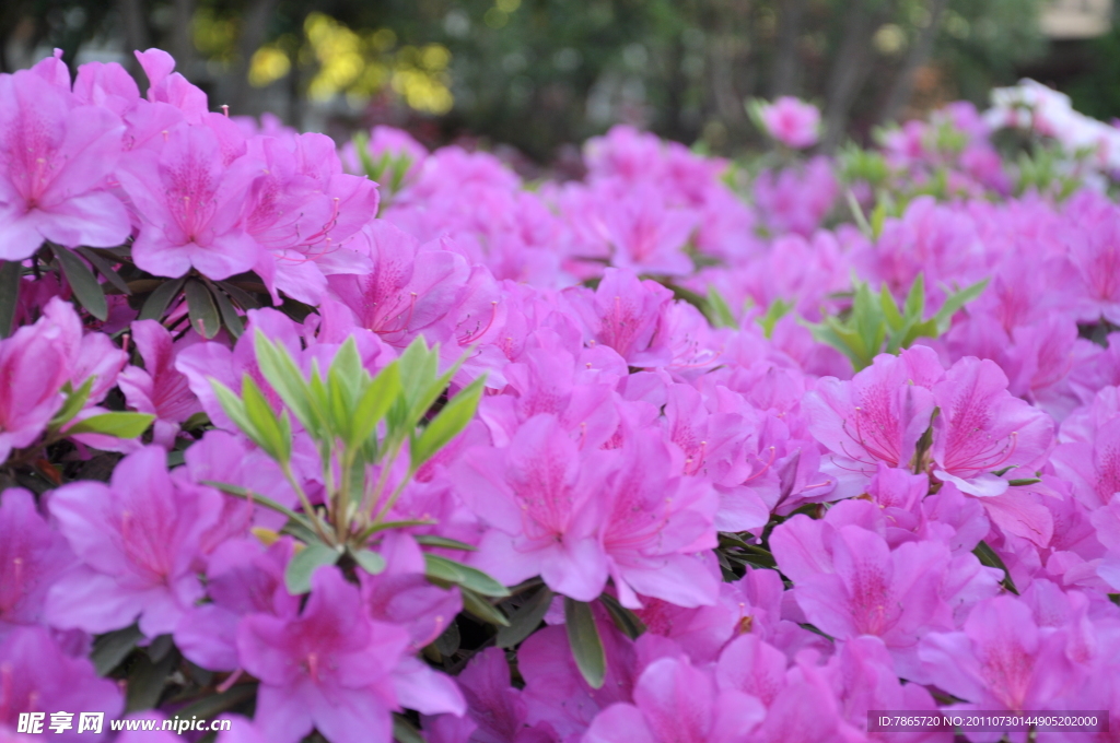 杜鹃花