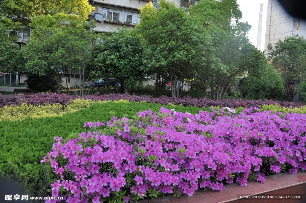 杜鹃花