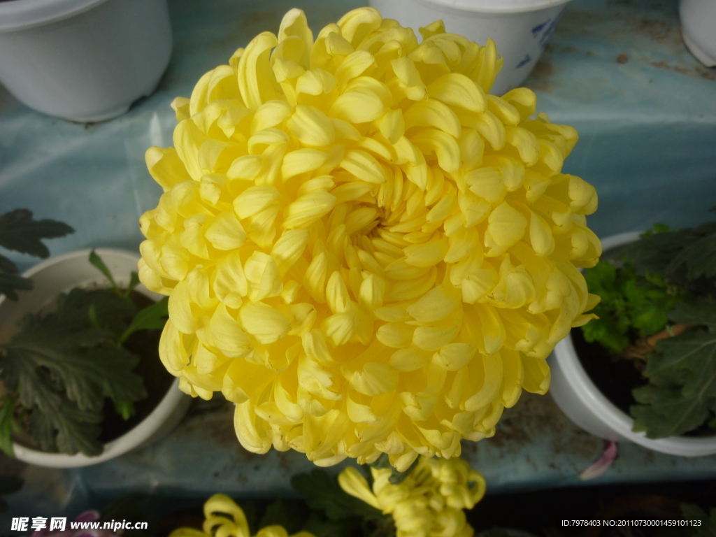菊花