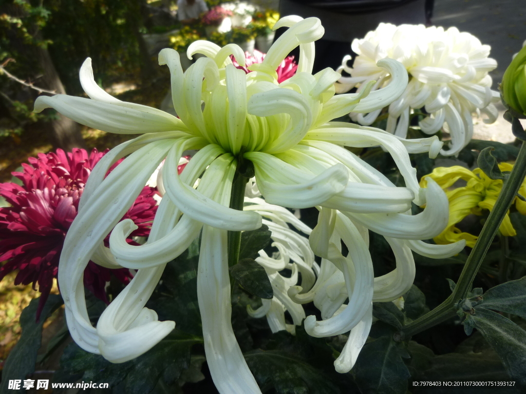 菊花