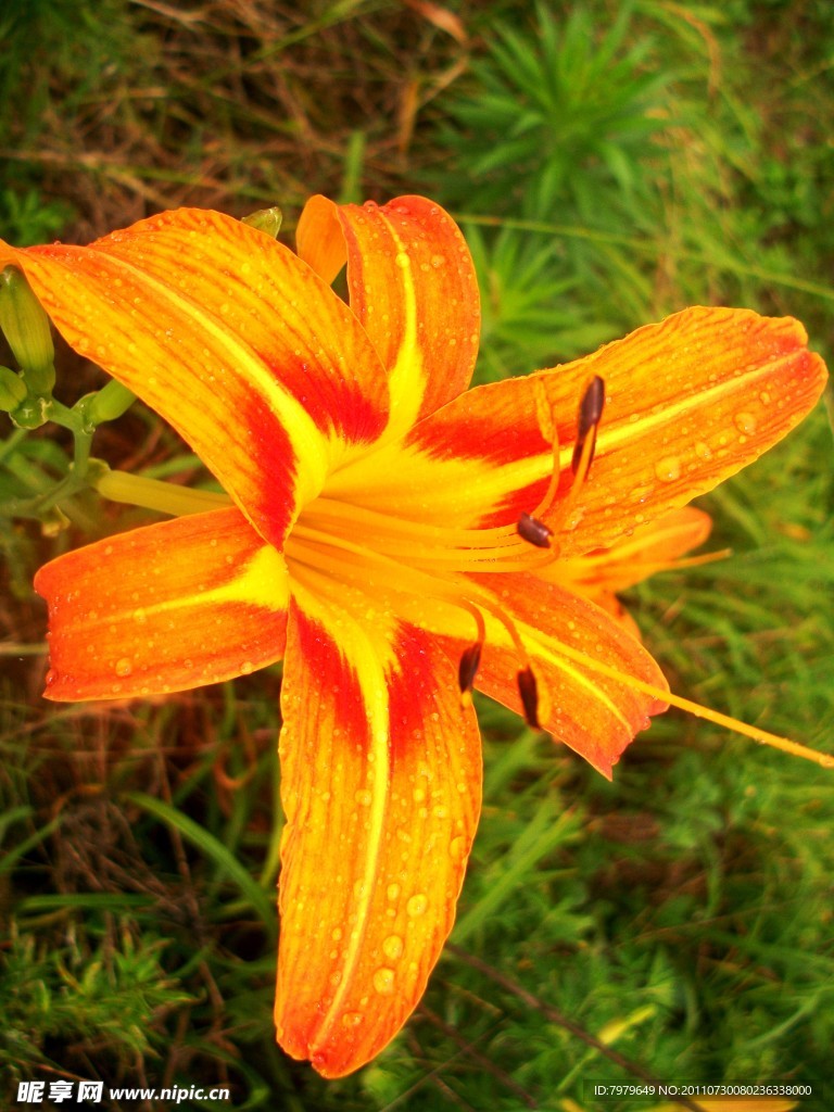 萱花盛开