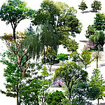 大量景观树
