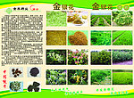 药业 三折页里面