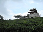 万亩茶园（观景台）