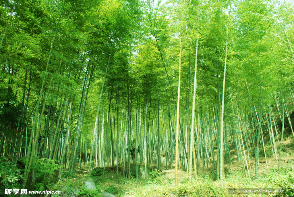 月田镇竹海森林