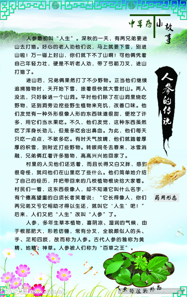 中草药小故事 人参