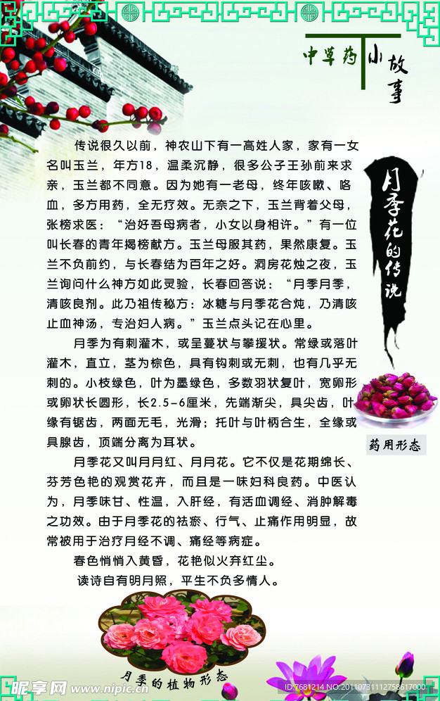 中草药小故事 月季花