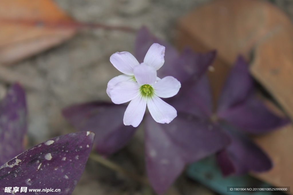 小花