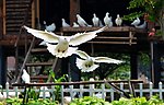 伴飞