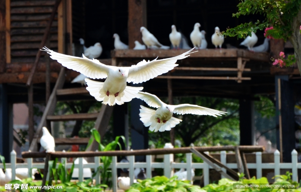 伴飞