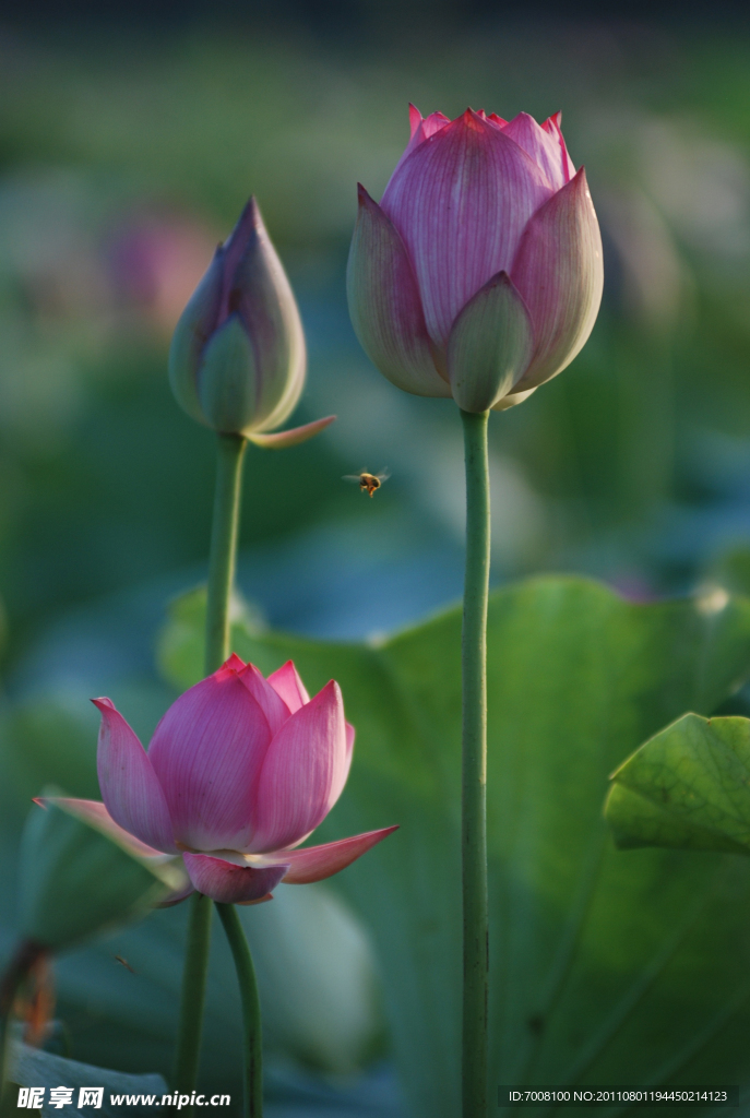 广昌莲花