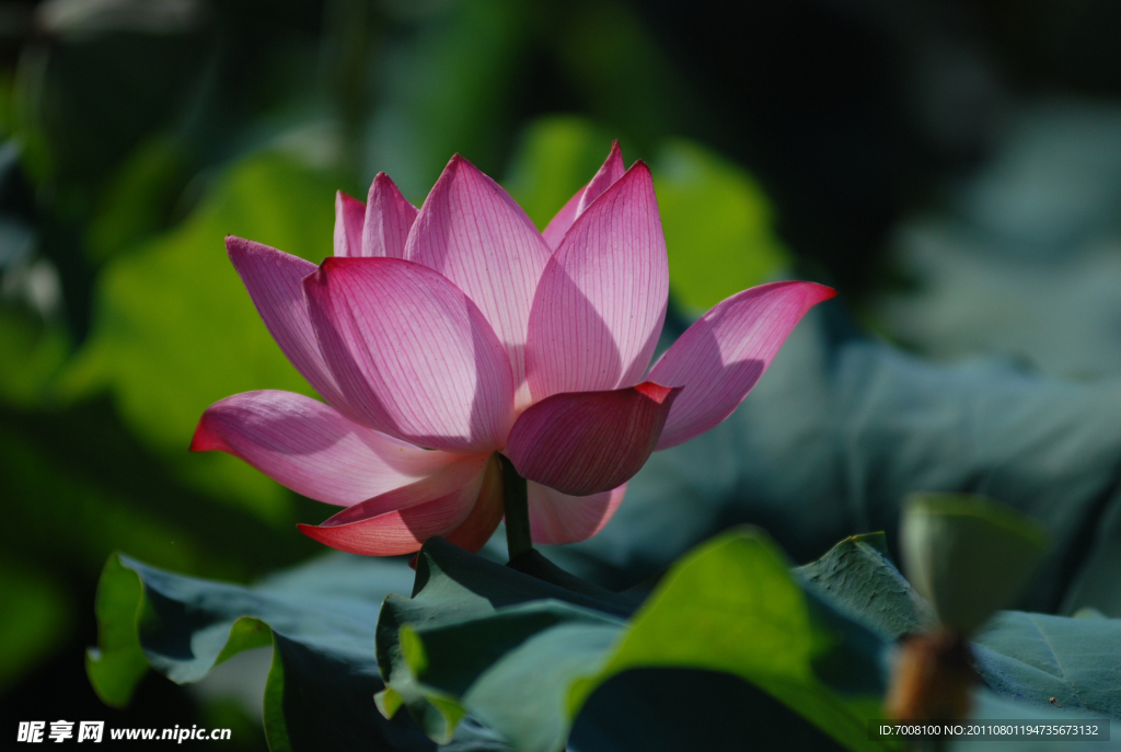 广昌莲花