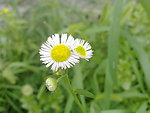 飞蓬花