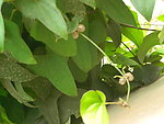 山芋豆
