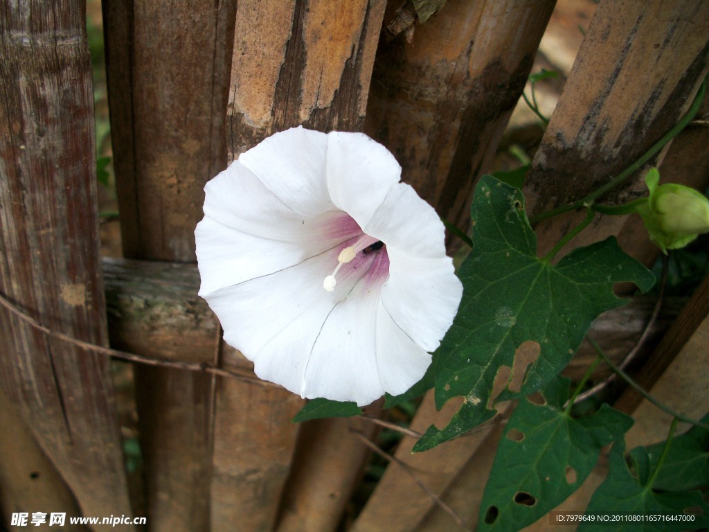 牵牛花