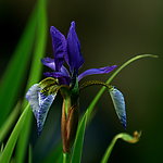 紫色鸢尾花