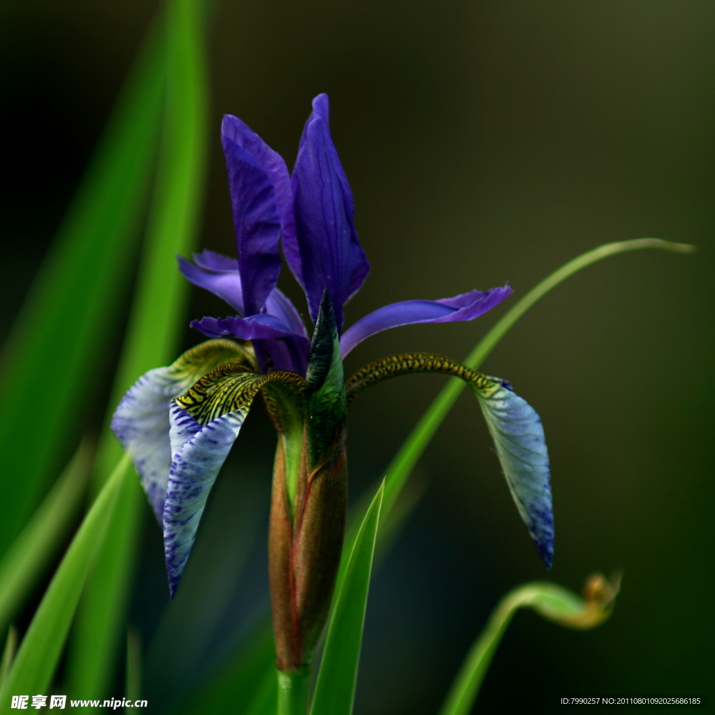 紫色鸢尾花