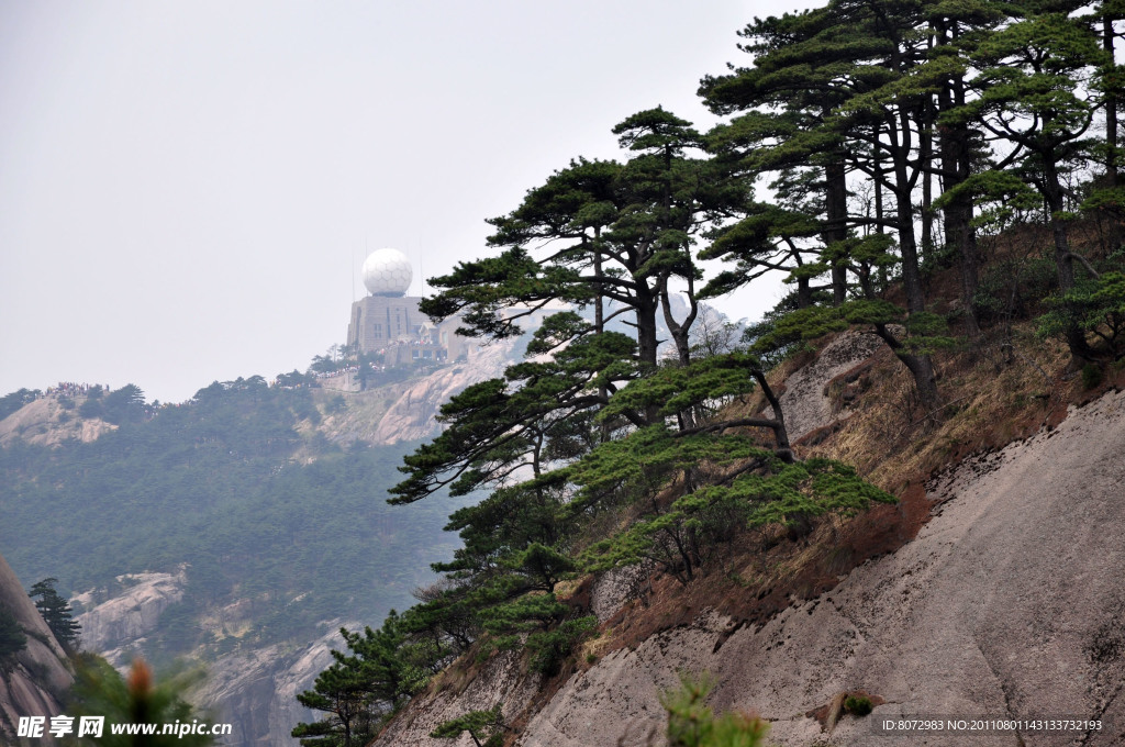 黄山松