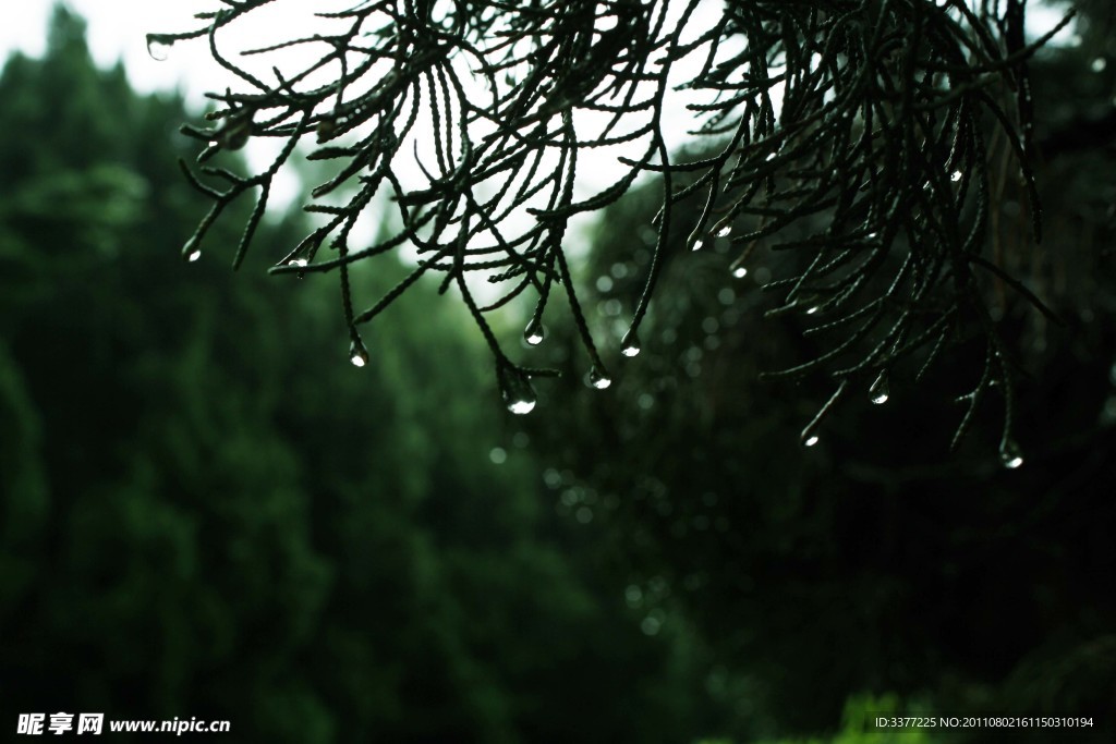 雨滴 树叶 特写