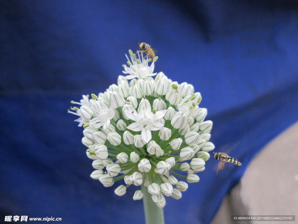 蜜蜂 葱花