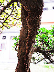 夏去春来
