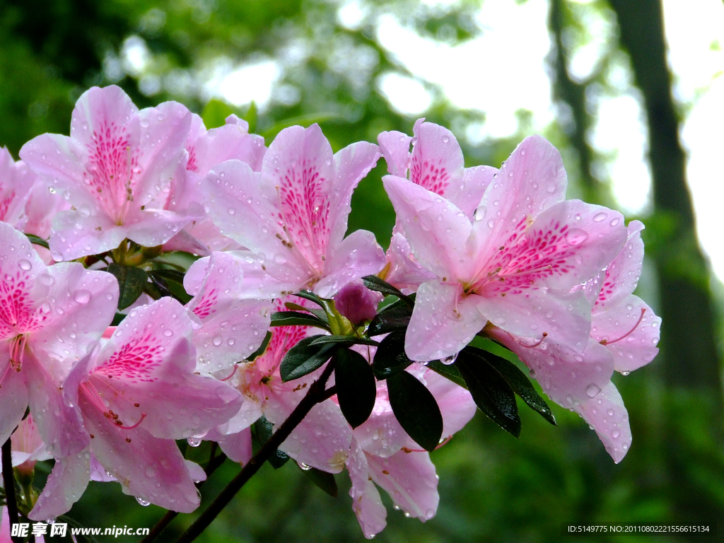 杜鹃花