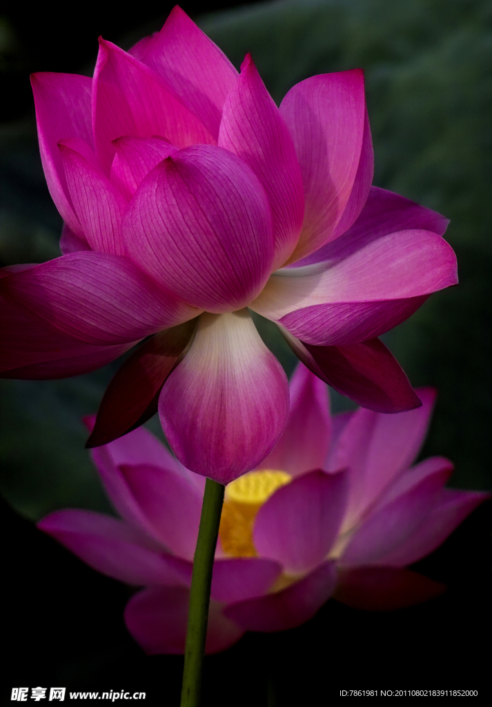 荷花红莲