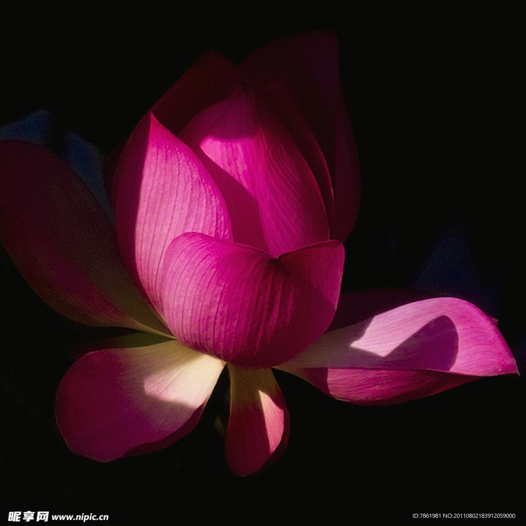 荷花红莲