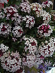 格桑花开