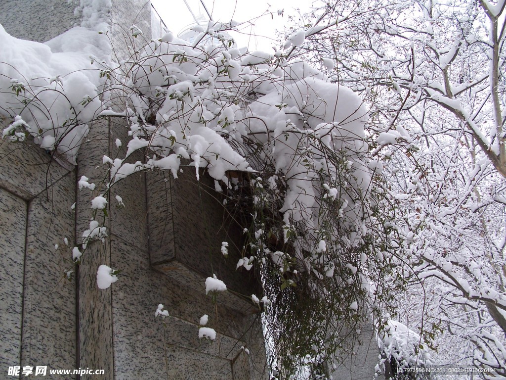 雪压枝头