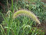 狗尾巴草