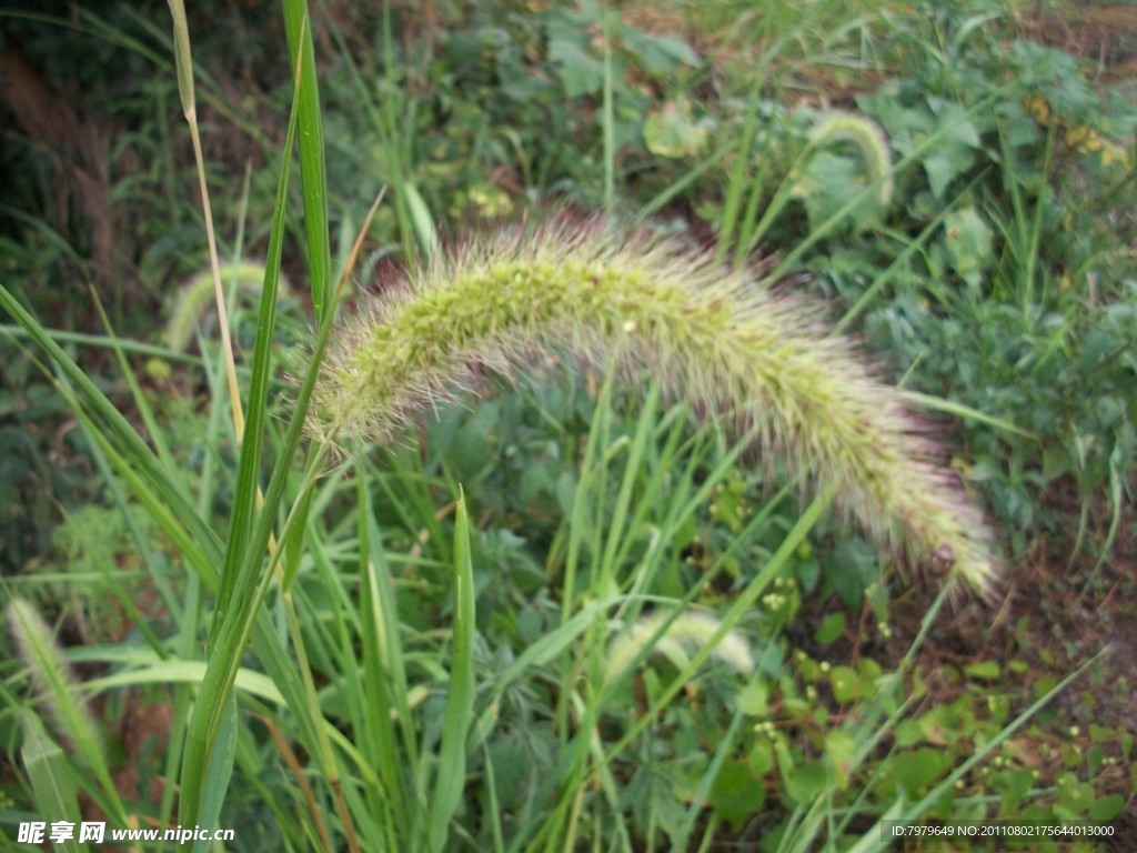 狗尾巴草