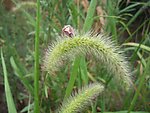 狗尾巴草