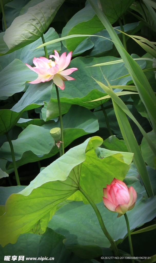 荷花