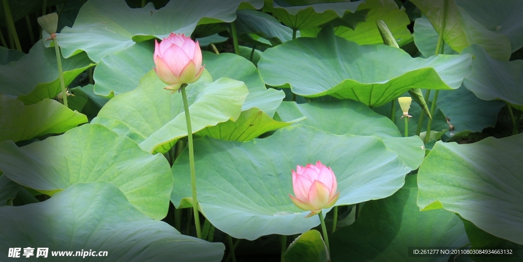 荷花