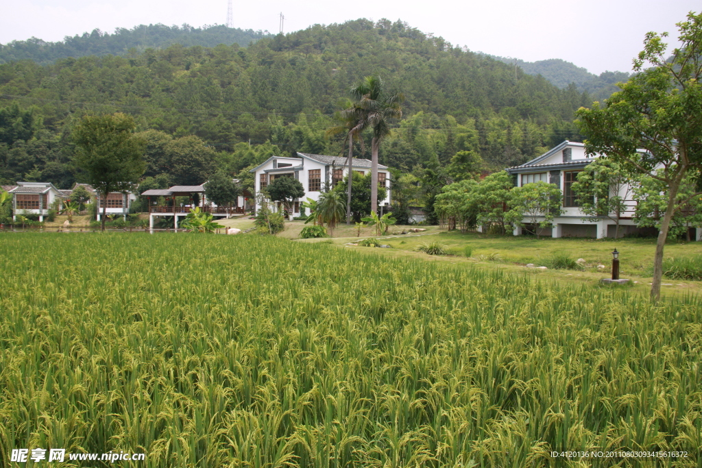 稻田