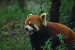 小熊猫