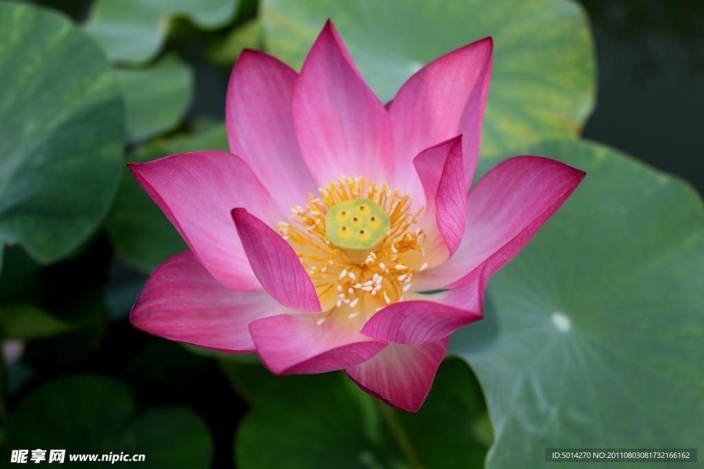 荷花