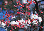 梅花