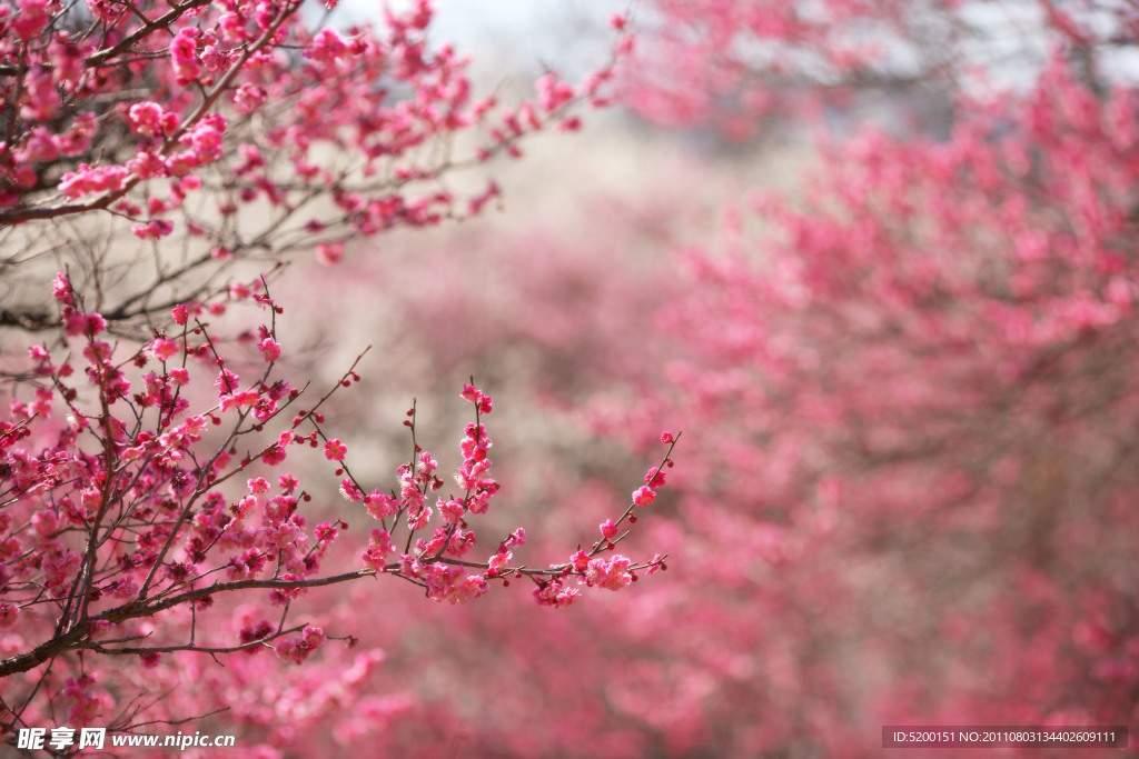 梅花