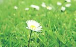 野菊花