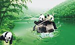 熊猫戏水