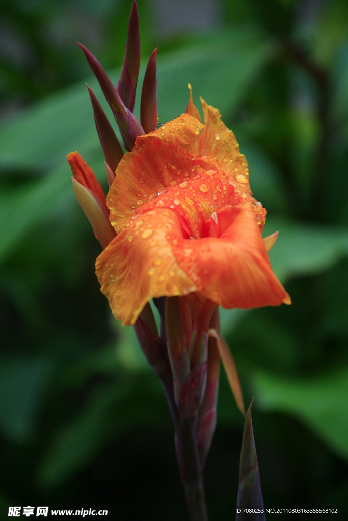 美人蕉花卉