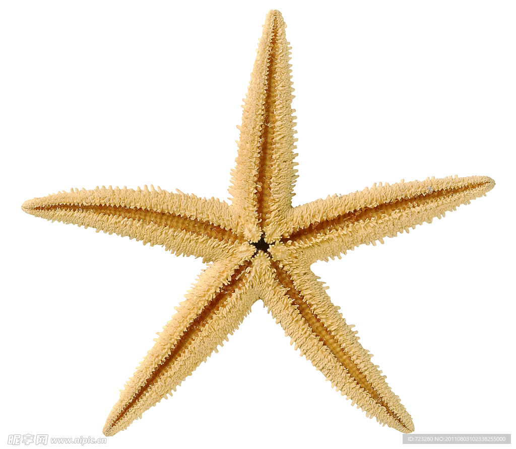 海星