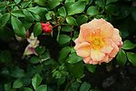 橙色月季花