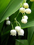 白色铃兰花