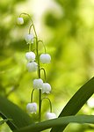 白色铃兰花