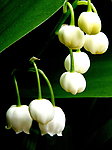 白色铃兰花