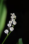 白色铃兰花